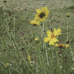 五十路老妇痴漢電車牲交
